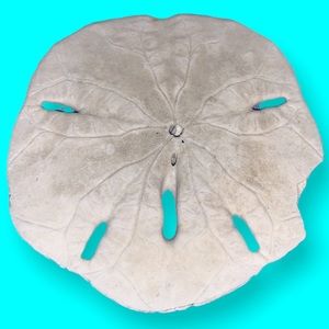 Cake urchin or sand dollar #6